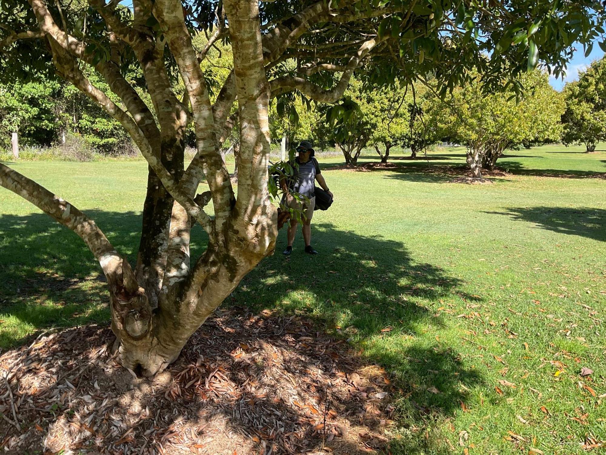 Sunshine Coast Retreat Your Own Private Golf Course Diddillibah Ngoại thất bức ảnh